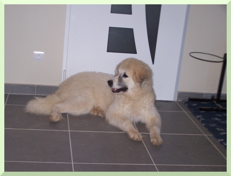 chiot montagne