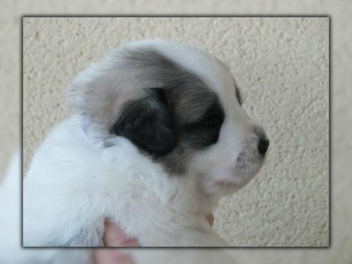 chiot 2 - jour 20 (1)