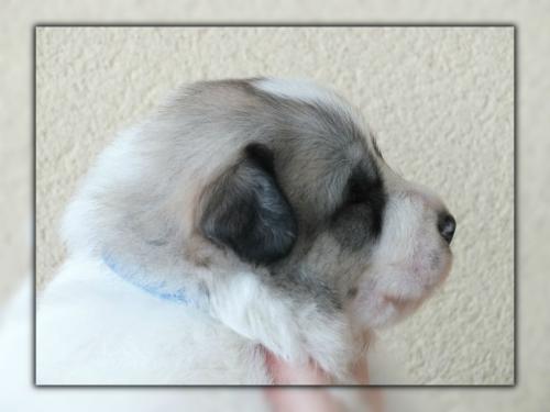 chiot 4 - jour 20 (1)