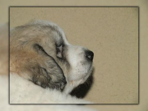 chiot 5 - jour 41 (7)