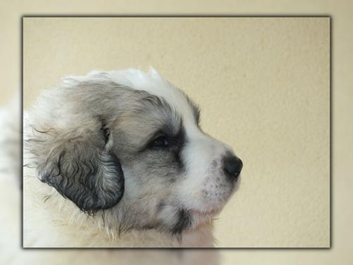 chiot 6 - jour 34 (10)