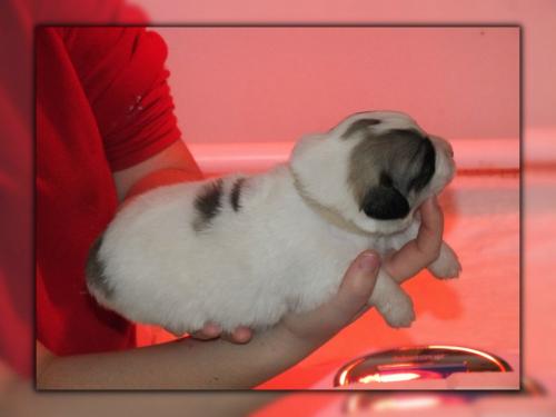 chiot 8 -jour 13 (9)