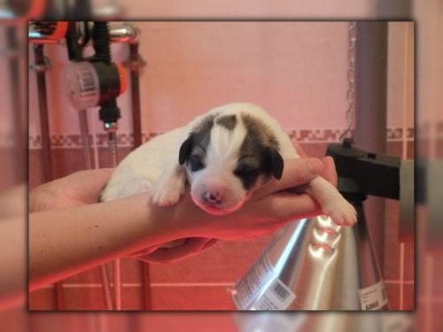 chiot1 - jour 05 (2)