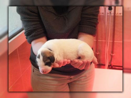 chiot1 - jour 05 (4)