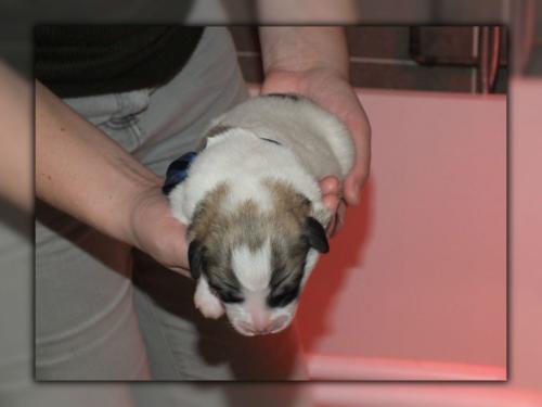 chiot4 - jour 05 (1)