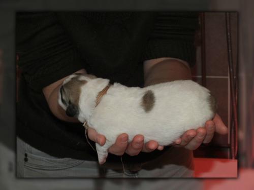 chiot5 - jour 05 (5)