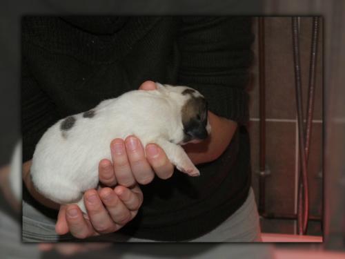 chiot8 - jour 05 (6)